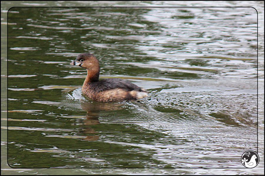 Ridgetop Farm and Garden | Birds of 2013 | Week 7 | Pied-billed Grebe