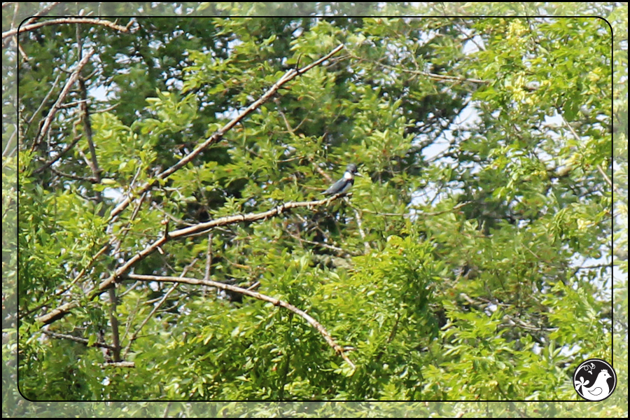 Ridgetop Farm and Garden | Birds of 2013 | Week 21 | Belted Kingfisher