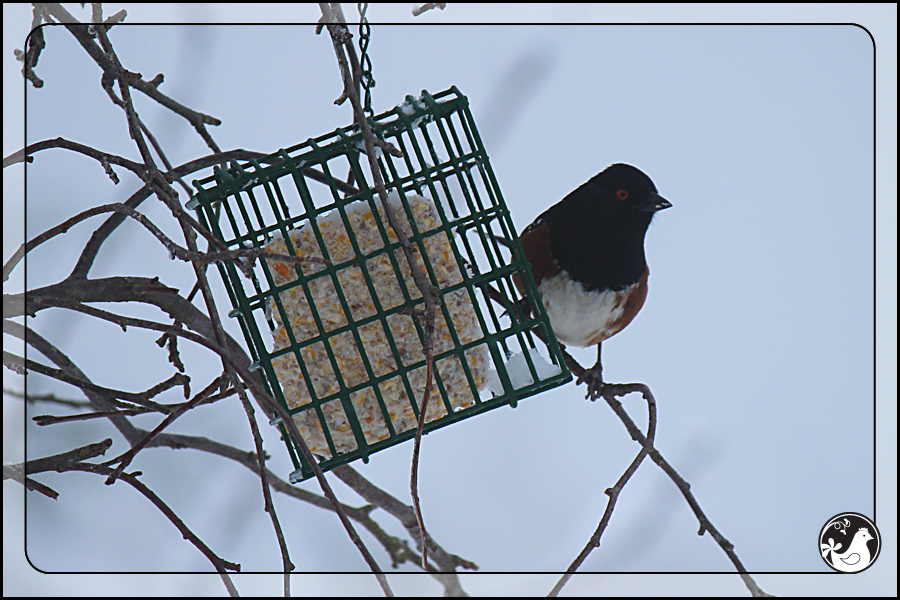 Ridgetop Farm and Garden | Birds of 2013 | Week 15 | Spotted Towhee