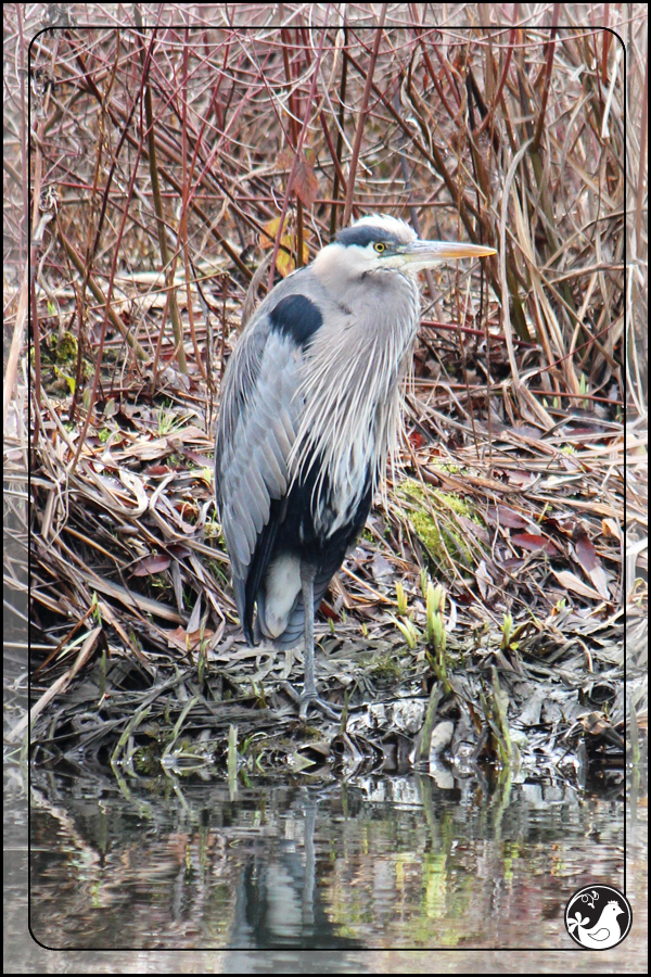 Ridgetop Farm and Garden | Birds of 2013 | Week 22 | Great Blue Heron