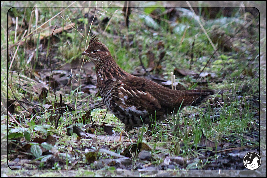 Ridgetop Farm and Garden | Birds of 2013 | Week 10 | Ruffed Grouse