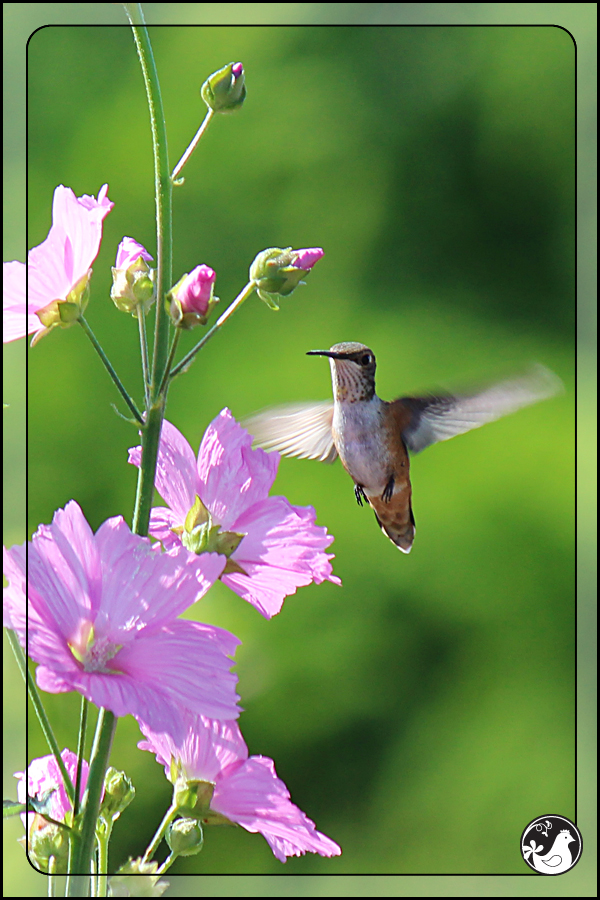Ridgetop Farm and Garden | Birds of 2013 | Week 25 | Rufous Hummingbird