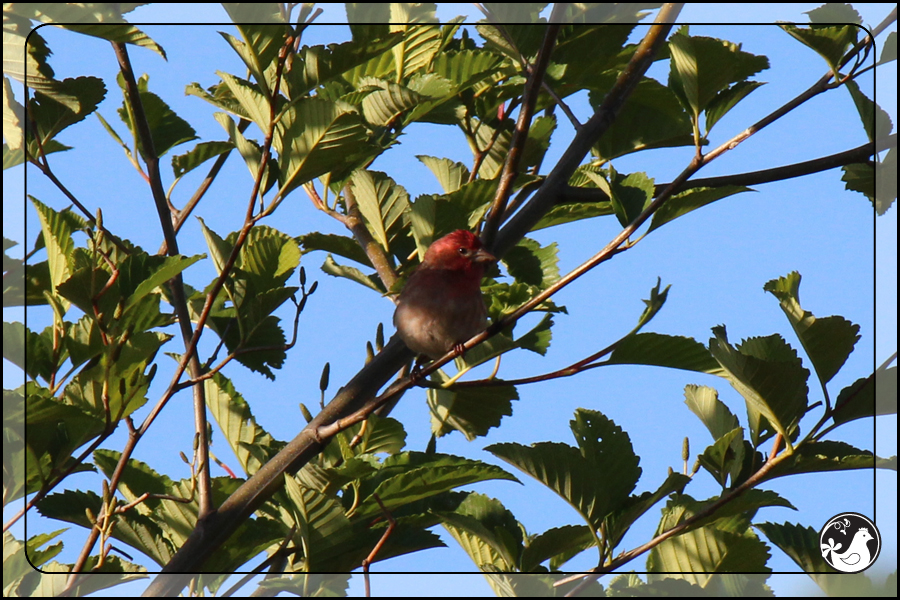 Ridgetop Farm and Garden | Birds of 2013 | Week 25 | House Finch