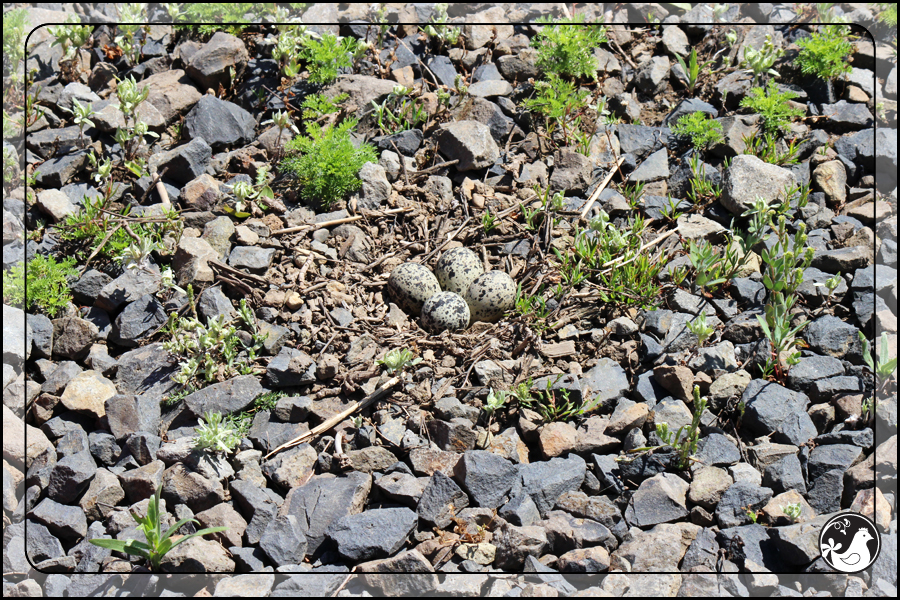 Ridgetop Farm and Garden | Birds of 2013 | Week 23 | Killdeer