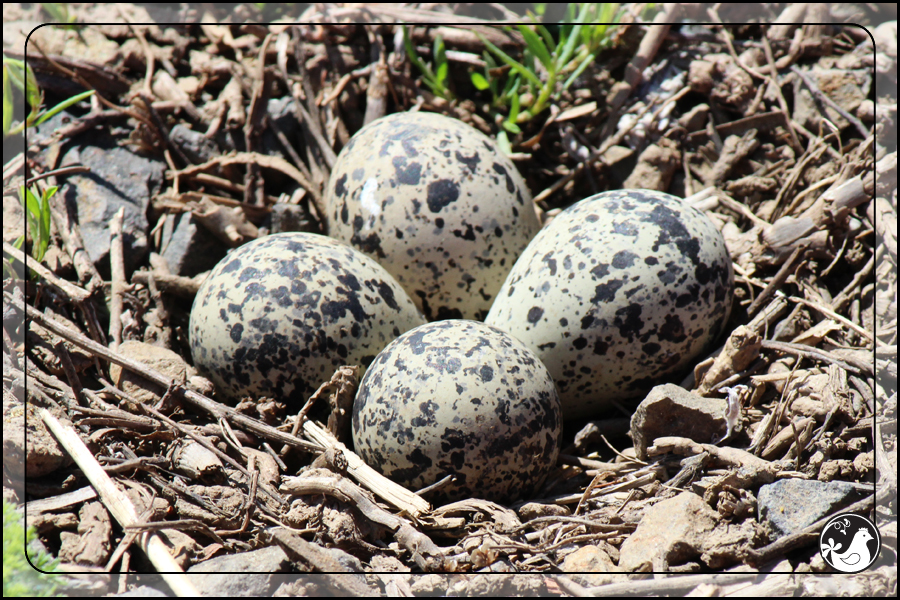 Ridgetop Farm and Garden | Birds of 2013 | Week 23 | Killdeer