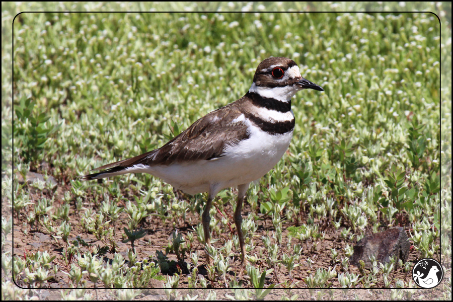 Ridgetop Farm and Garden | Birds of 2013 | Week 23 | Killdeer