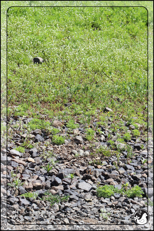 Ridgetop Farm and Garden | Birds of 2013 | Week 23 | Killdeer