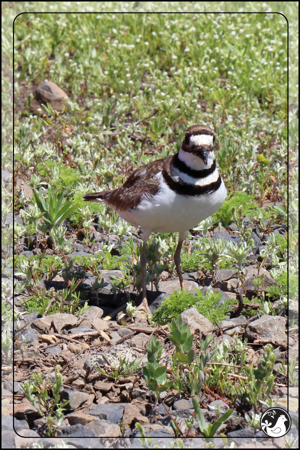 Ridgetop Farm and Garden | Birds of 2013 | Week 23 | Killdeer