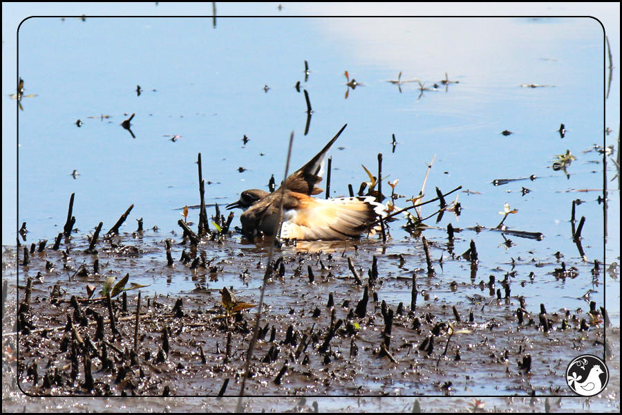 Ridgetop Farm and Garden | Birds of 2013 | Week 23 | Killdeer