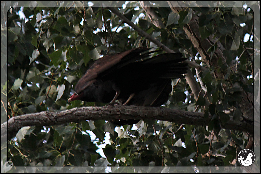 Ridgetop Farm and Garden | Birds of 2013 | Week 35 | Turkey Vulture