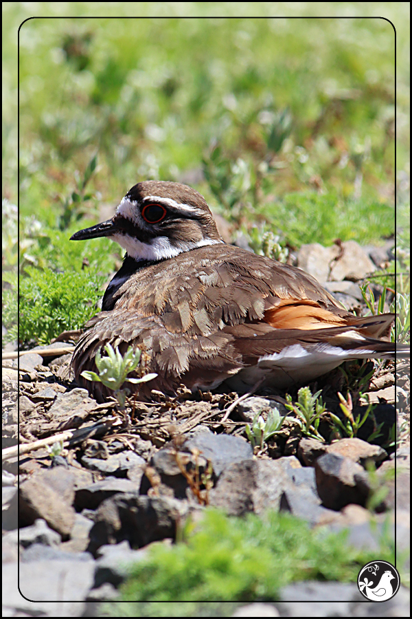 Ridgetop Farm and Garden | Birds of 2013 | Week 23 | Killdeer