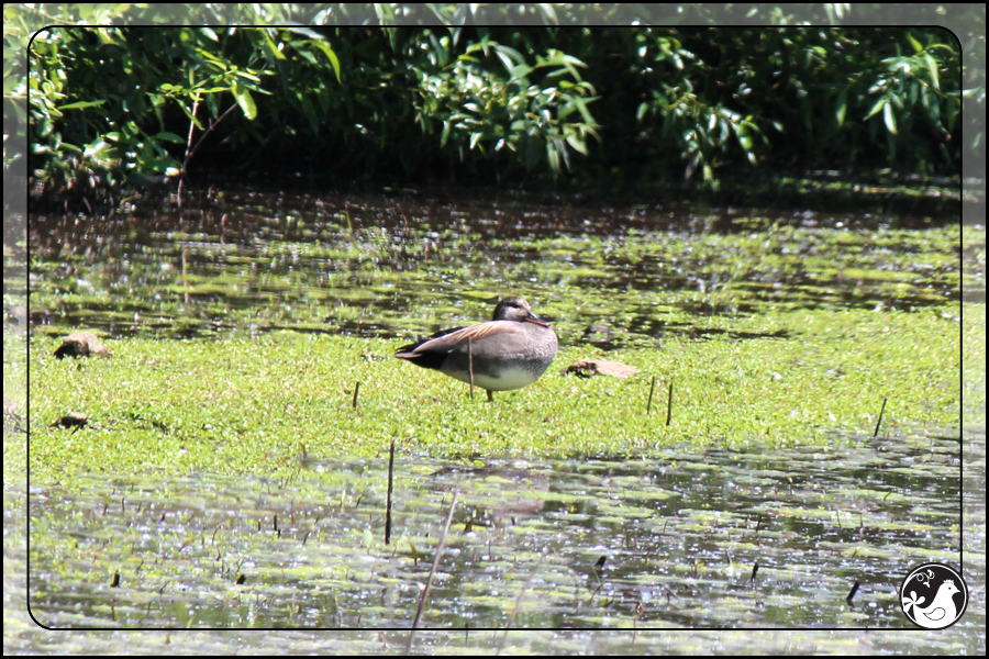 Ridgetop Farm and Garden | Birds of 2013 | Week 21 | Gadwall