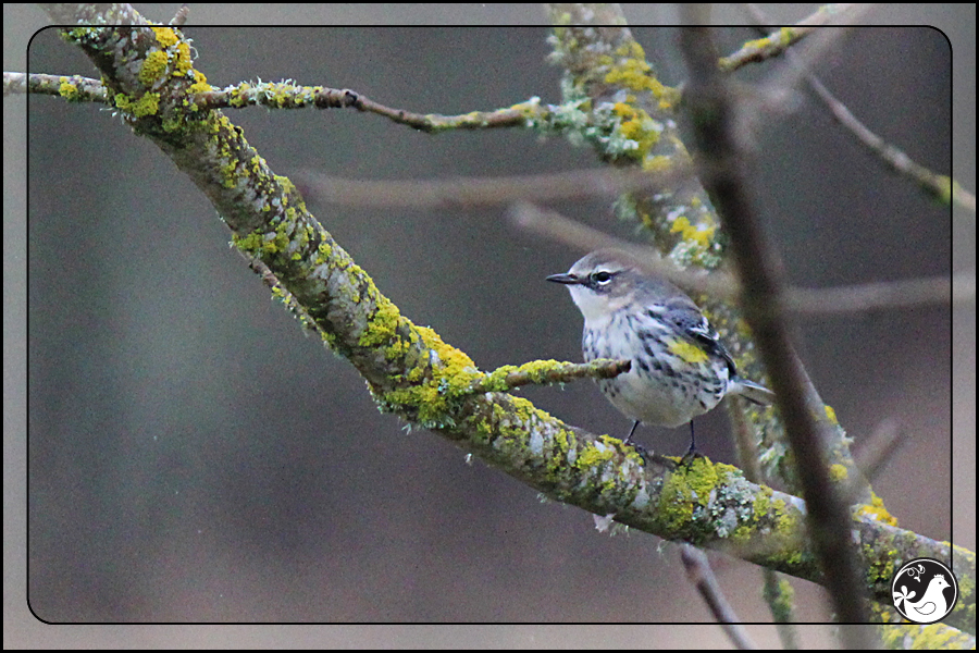 Ridgetop Farm and Garden | Birds of 2013 | Week 11 | Yellow-rumped Warbler