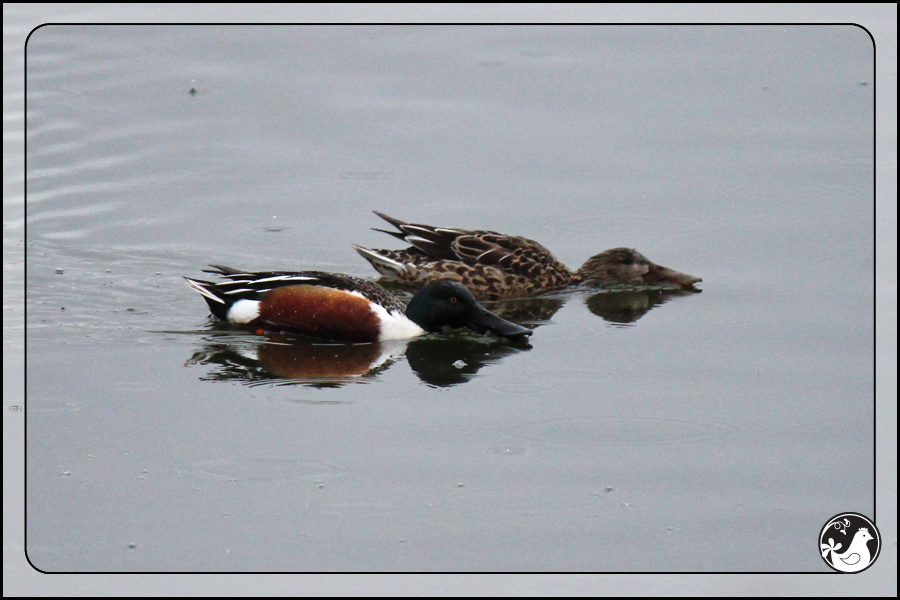 Ridgetop Farm and Garden | Birds of 2013 | Week 11 | Northern Shoveler