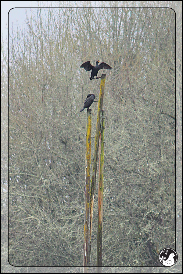 Ridgetop Farm and Garden | Birds of 2013 | Week 11 | Double-crested Cormorant