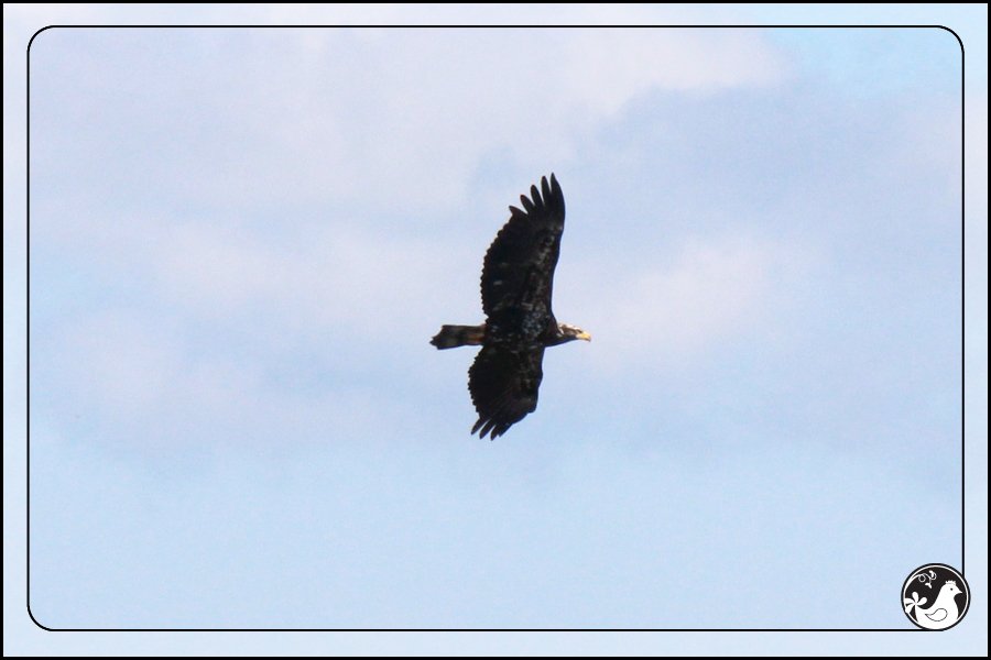 Ridgetop Farm and Garden | Birds of 2013 | Week 21 | Young Bald Eagle