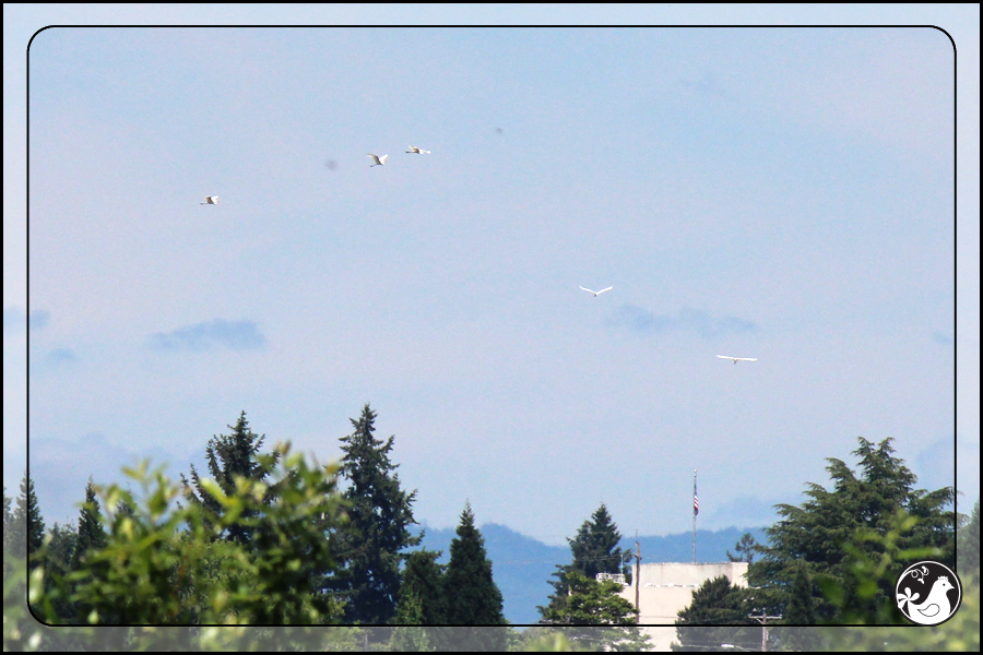 Ridgetop Farm and Garden | Birds of 2013 | Week 21 | Great Egrets