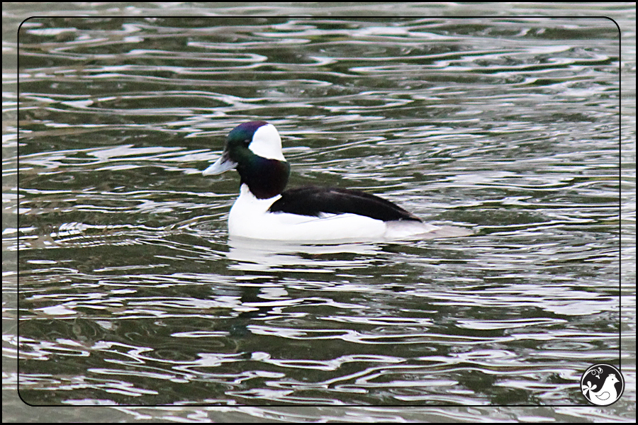 Ridgetop Farm and Garden | Birds of 2013 | Week 7 | Bufflehead