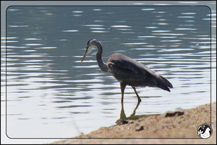 Ridgetop Farm and Garden | Birds of 2013 | Week 22 | Great Blue Heron