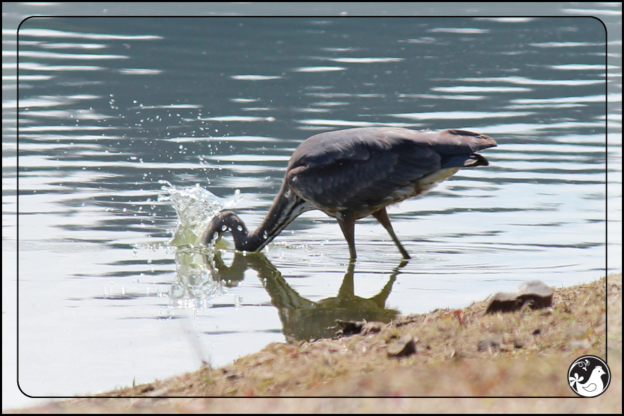 Ridgetop Farm and Garden | Birds of 2013 | Week 22 | Great Blue Heron