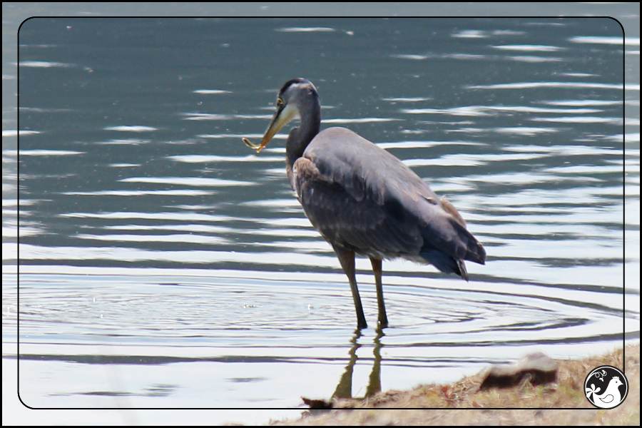 Ridgetop Farm and Garden | Birds of 2013 | Week 22 | Great Blue Heron