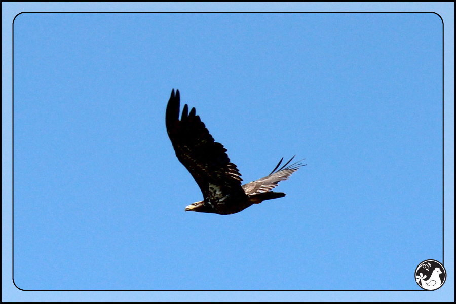 Ridgetop Farm and Garden | Birds of 2013 | Week 21 | Young Bald Eagle