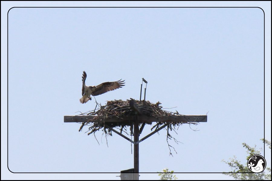 Ridgetop Farm and Garden | Birds of 2013 | Week 21 | Osprey