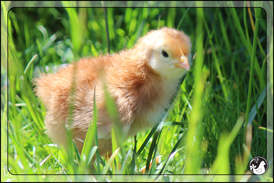 Ridgetop Farm and Garden | Our Flock | Rhode Island Reds