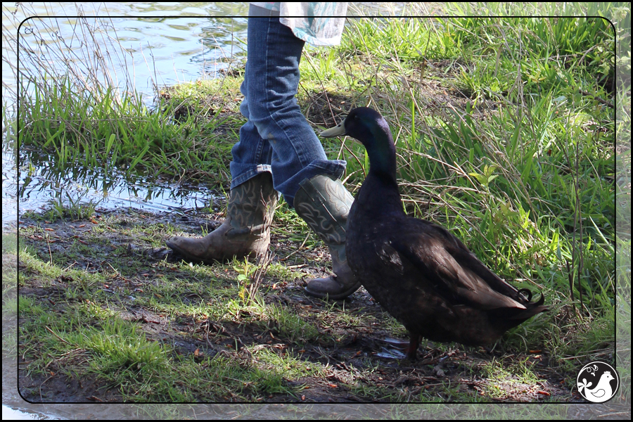 Ridgetop Farm and Garden | Birds of 2013 | Week 16 | Eared Grebe