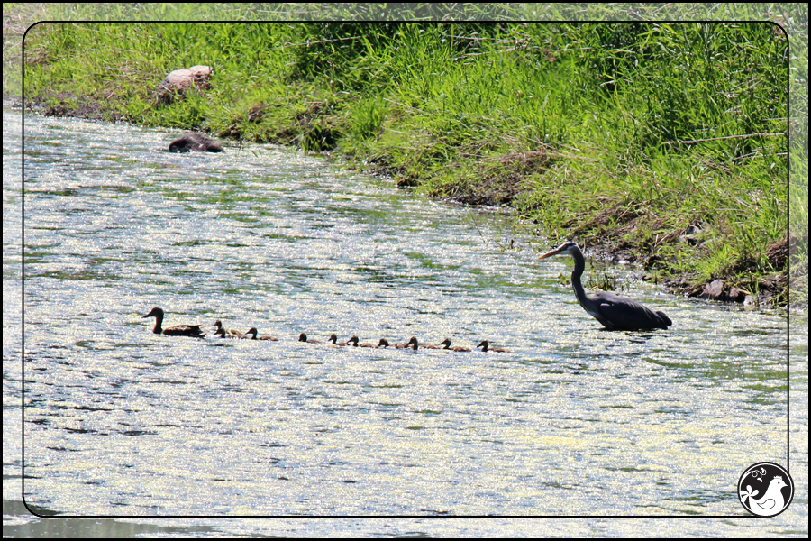 Ridgetop Farm and Garden | Birds of 2013 | Week 21 |