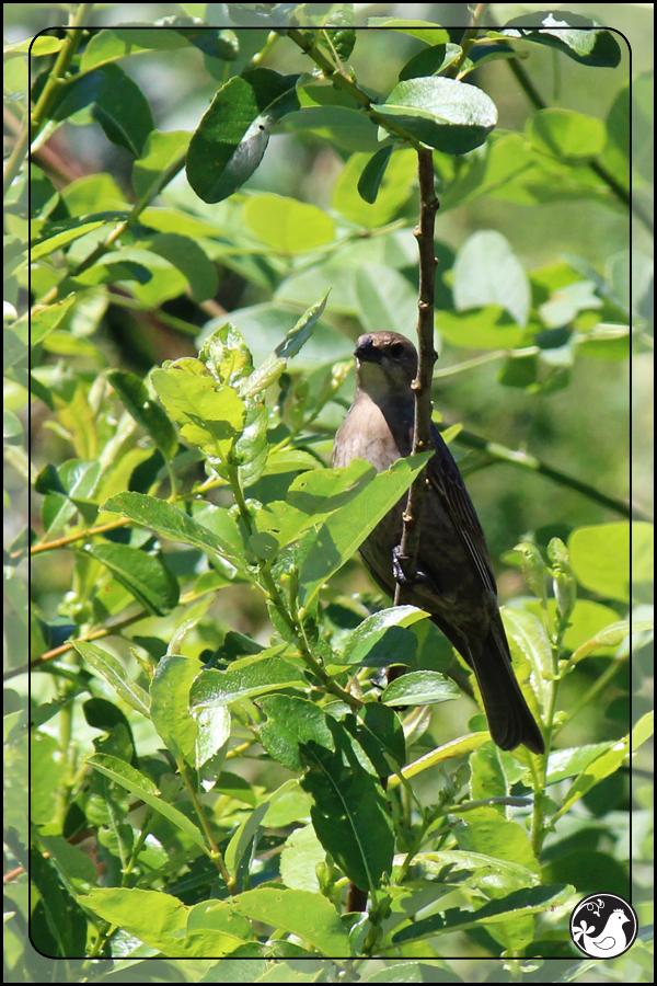 Ridgetop Farm and Garden | Birds of 2013 | Week 21 | Brown-headed Cowbird