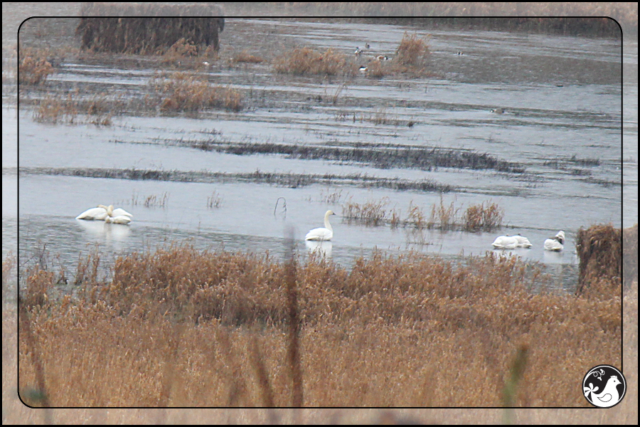 Ridgetop Farm and Garden | Birds of 2013 | Week 11 | Trumpeter Swan