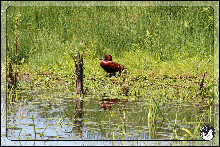 Ridgetop Farm and Garden | Birds of 2013 | Week 21 | Cinnamon Teal