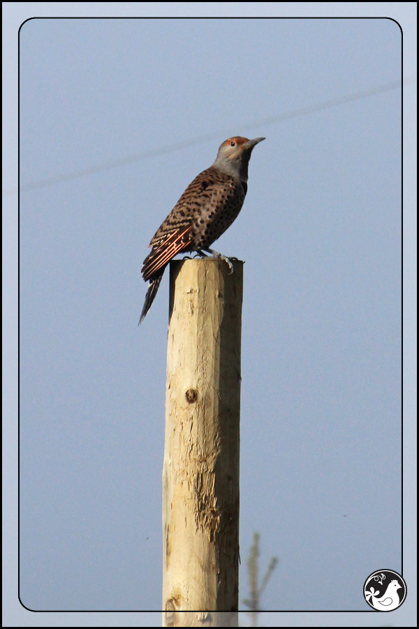 Ridgetop Farm and Garden | Birds of 2013 | Week 51 | Northern Flicker