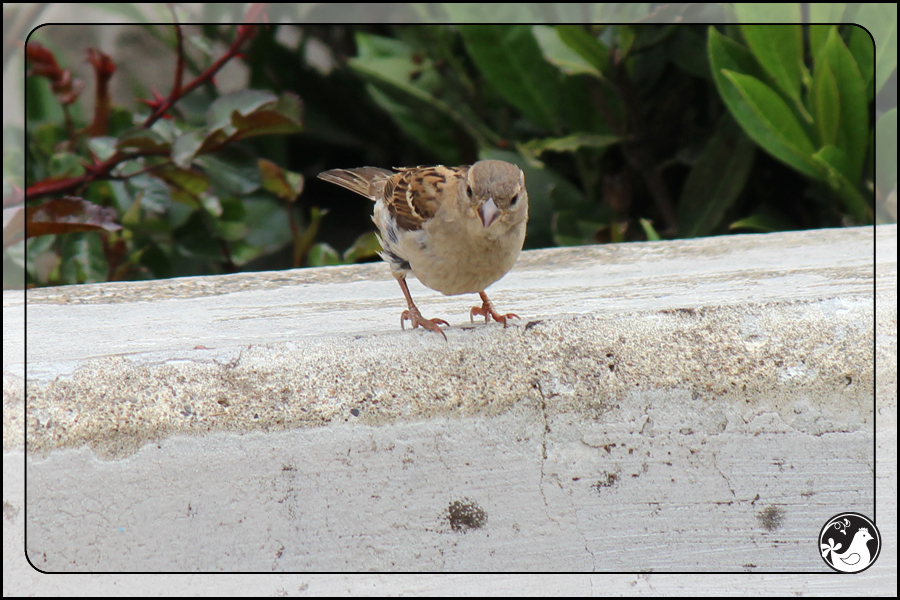 Ridgetop Farm and Garden | Birds of 2013 | Week 24 | 