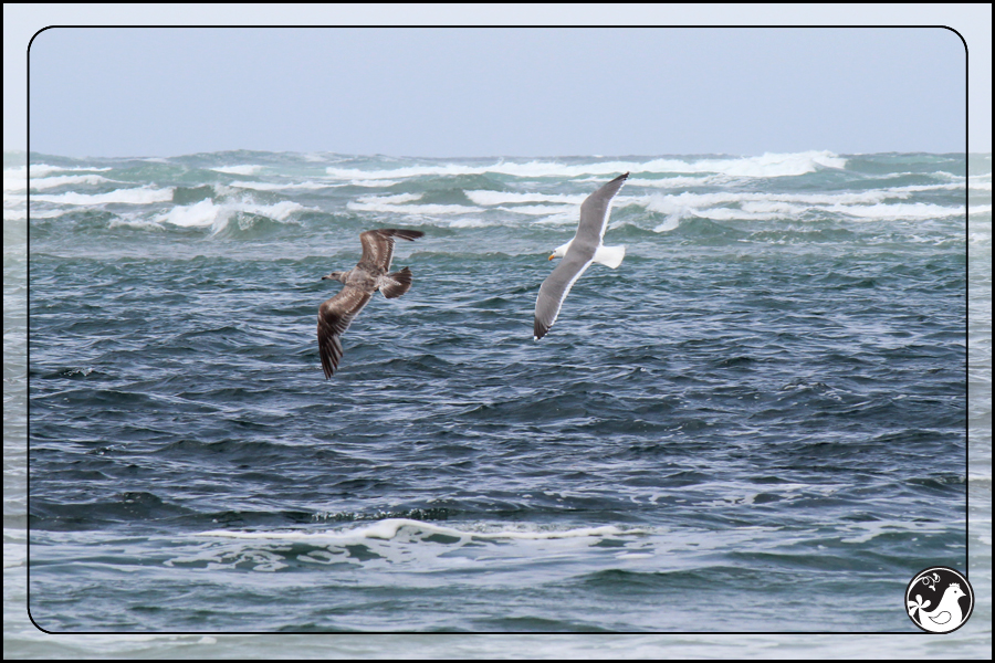 Ridgetop Farm and Garden | Birds of 2013 | Week 24 | 