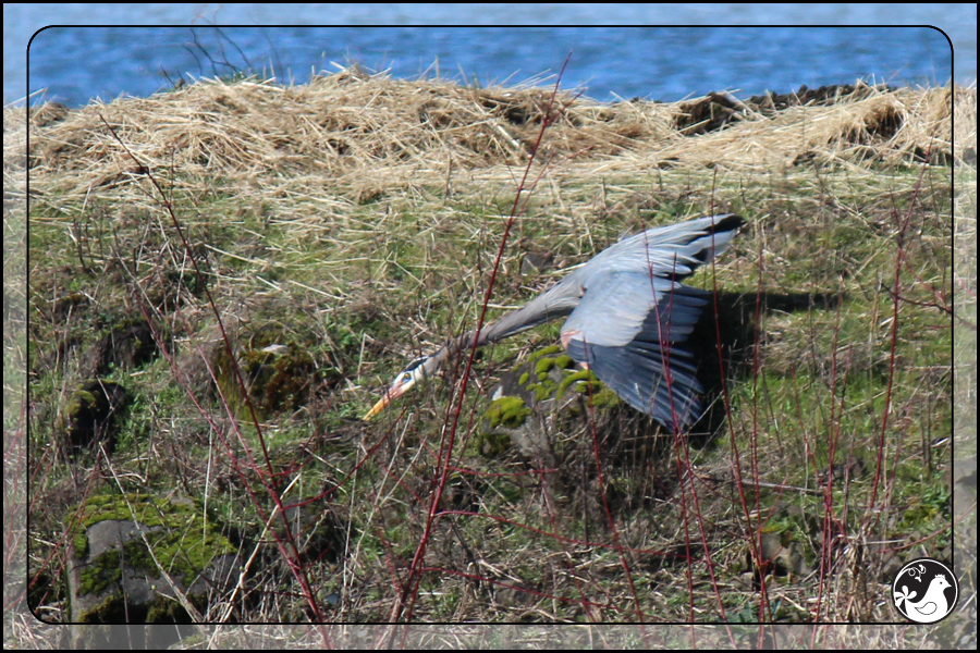 Ridgetop Farm and Garden | Birds of 2013 | Week 22 | Great Blue Heron