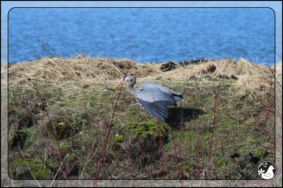 Ridgetop Farm and Garden | Birds of 2013 | Week 22 | Great Blue Heron