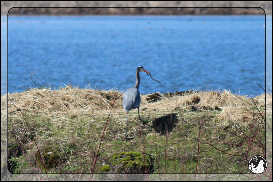 Ridgetop Farm and Garden | Birds of 2013 | Week 22 | Great Blue Heron