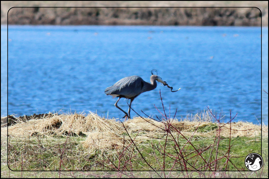 Ridgetop Farm and Garden | Birds of 2013 | Week 22 | Great Blue Heron