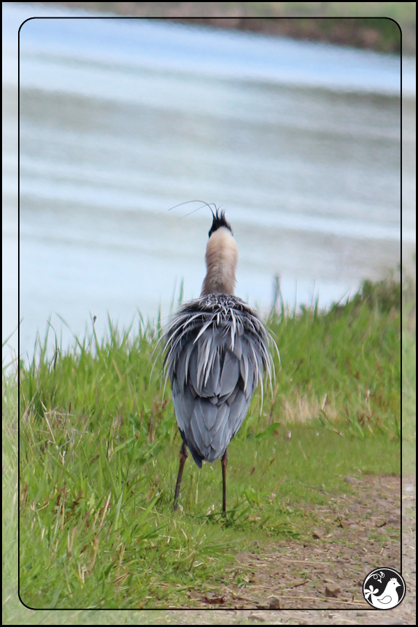 Ridgetop Farm and Garden | Birds of 2013 | Week 22 | Great Blue Heron