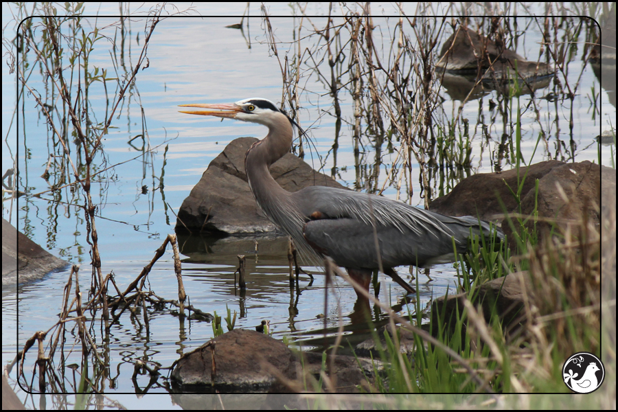 Ridgetop Farm and Garden | Birds of 2013 | Week 22 | Great Blue Heron