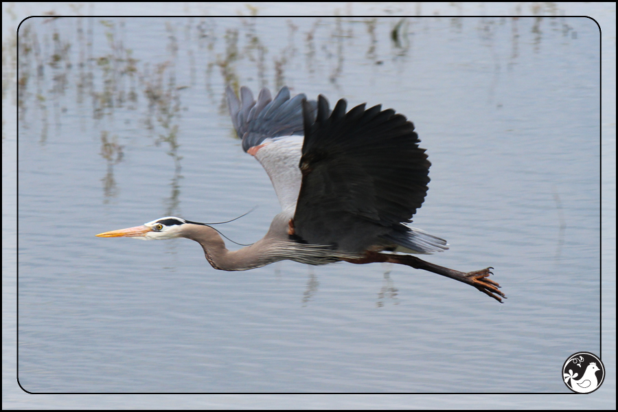 Ridgetop Farm and Garden | Birds of 2013 | Week 22 | Great Blue Heron