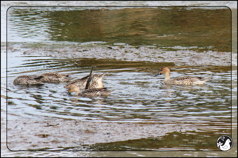 Ridgetop Farm and Garden | Birds of 2013 | Week 48 | Northern Pintail