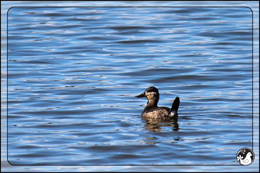 Ridgetop Farm and Garden | Birds of 2013 | Week 11 | Ruddy Duck