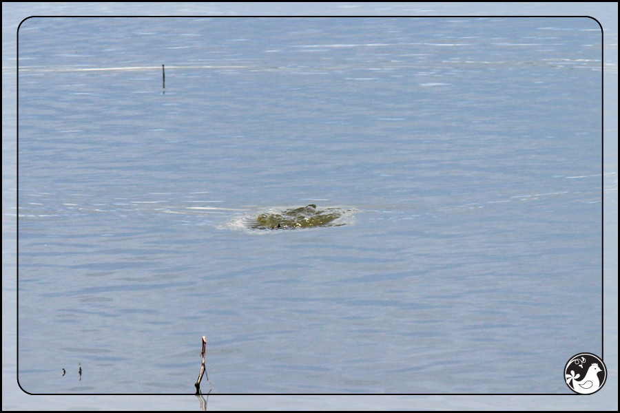 Ridgetop Farm and Garden | Birds of 2013 | Week 16 | Eared Grebe