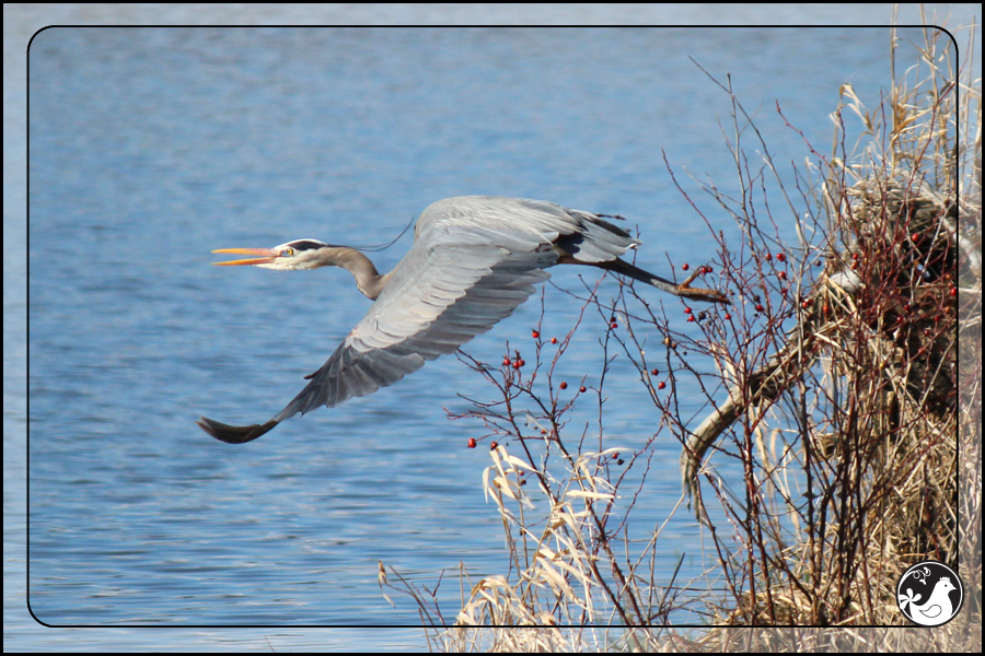 Ridgetop Farm and Garden | Birds of 2013 | Week 22 | Great Blue Heron