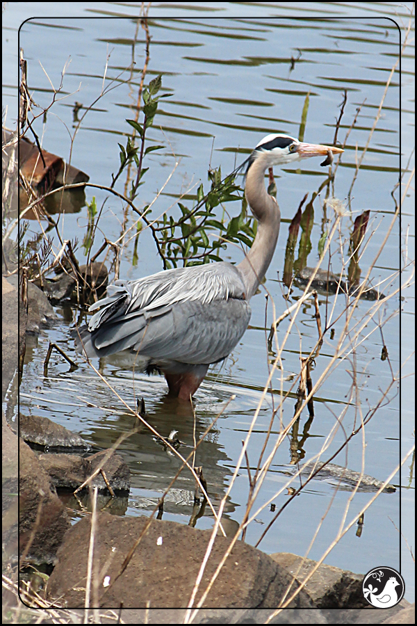 Ridgetop Farm and Garden | Birds of 2013 | Week 16 | Great Blue Heron