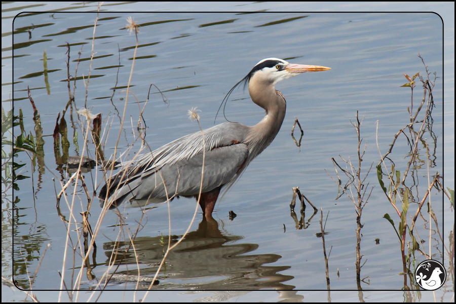 Ridgetop Farm and Garden | Birds of 2013 | Week 22 | Great Blue Heron