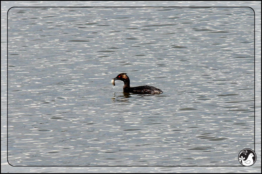 Ridgetop Farm and Garden | Birds of 2013 | Week 16 | Eared Grebe